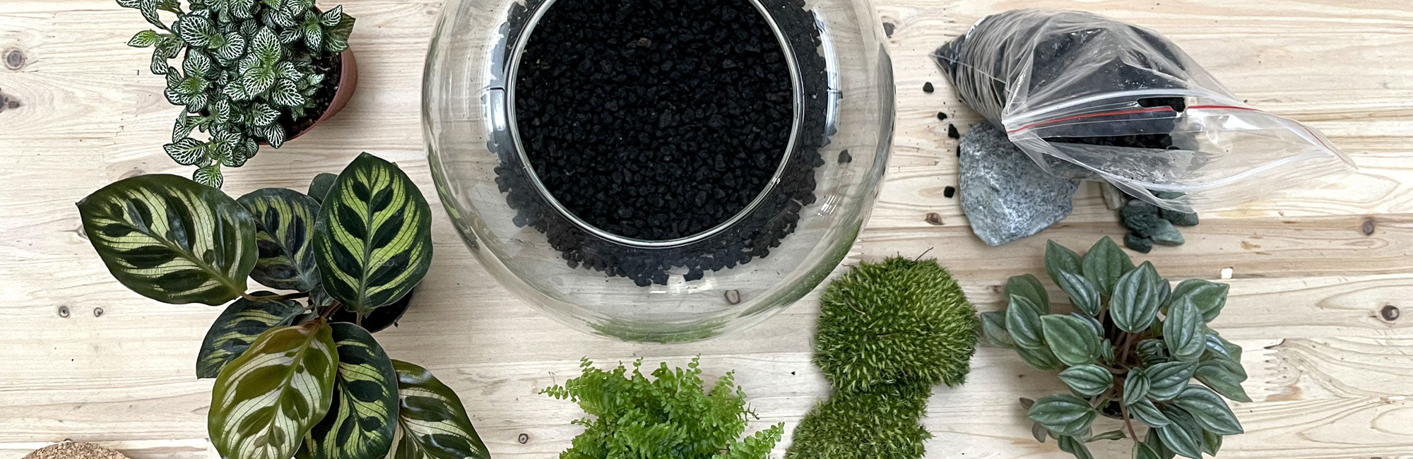 Flaschengarten DIY-Sets – pflanzen-im-glas.de