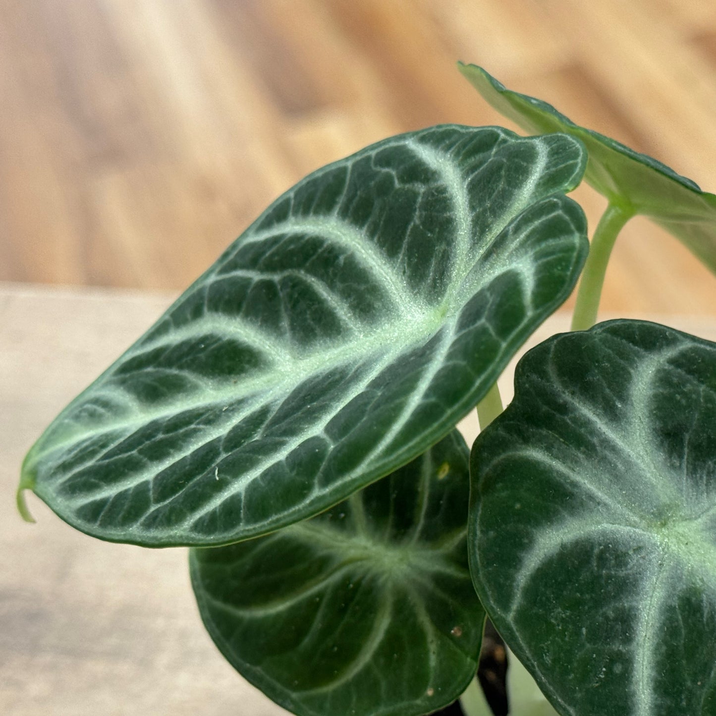 Alocasia reginula 'Ninja'| Alokasie | Pfeilblatt | Tropenwurz