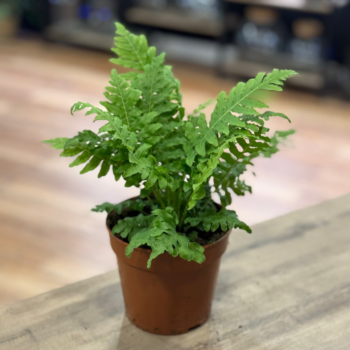 Blechnum gibbum 'Silver Lady' | Zwergbaumfarn