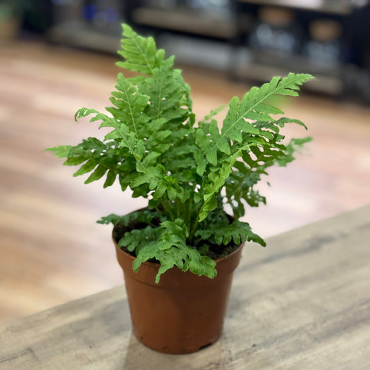 Blechnum gibbum 'Silver Lady' | Zwergbaumfarn