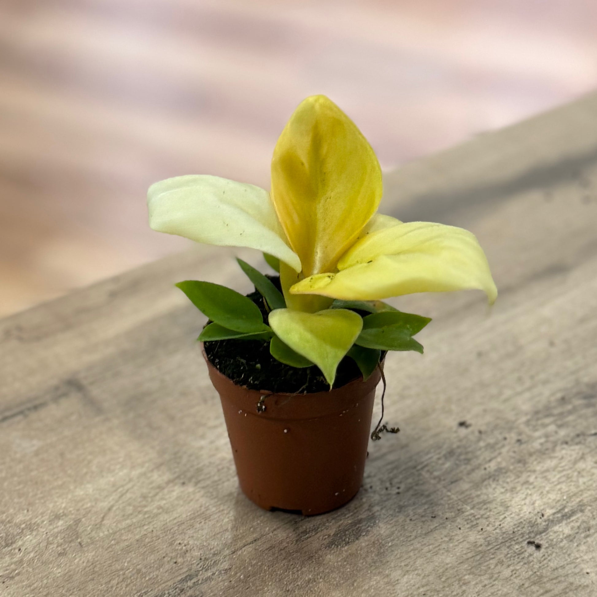 philodendron blüte Philodendron melinonii 'Gold'