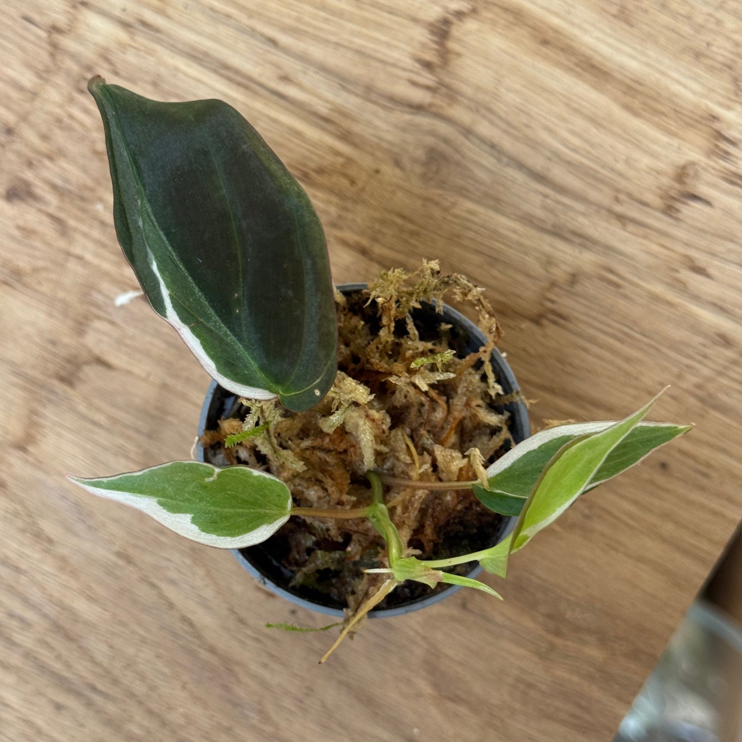 Philodendron hederaceum ‘Micans Variegated Albo’ Steckling | Variegierte Samt-Philodendron