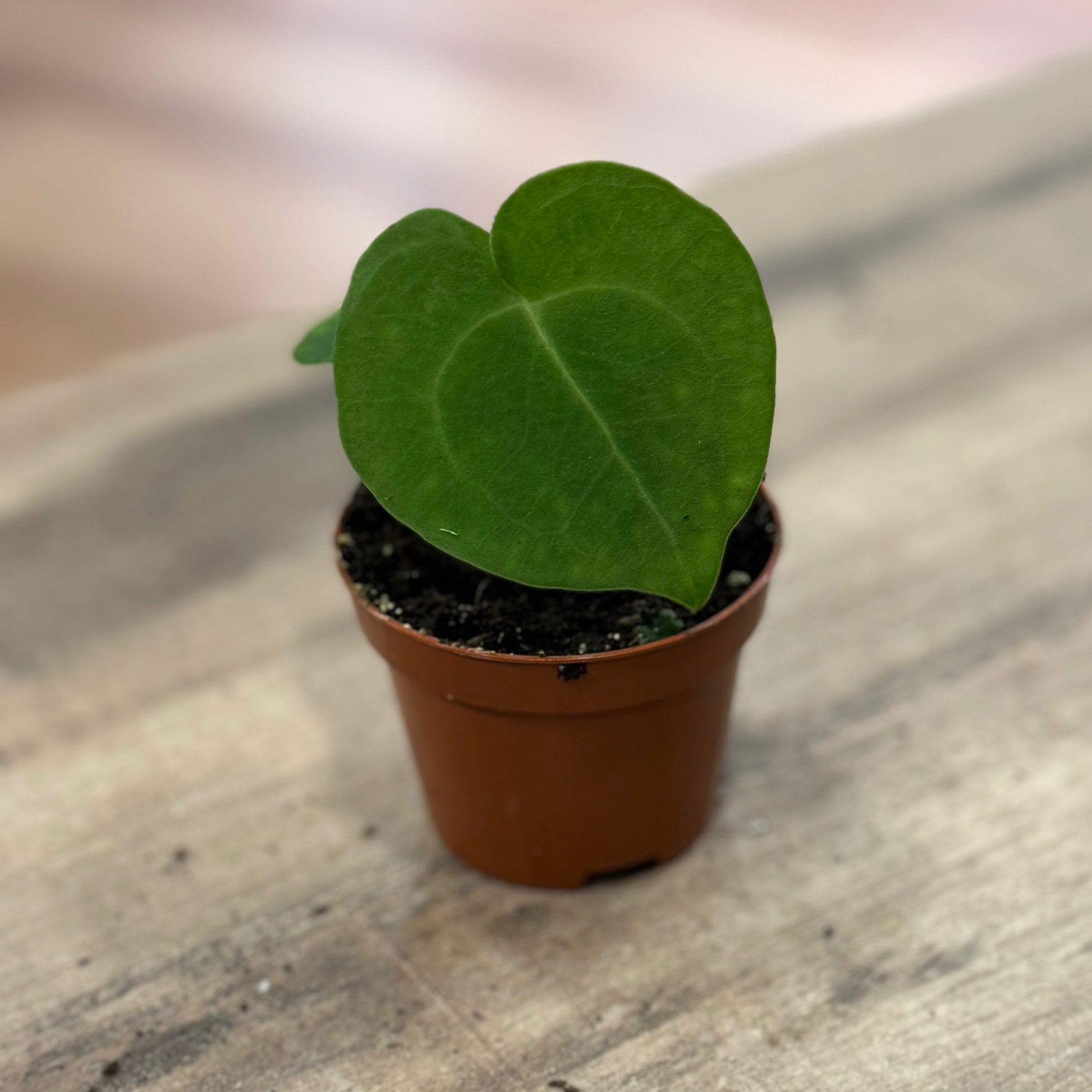 anthurium clarinervium kaufen Anthurium clarinervium