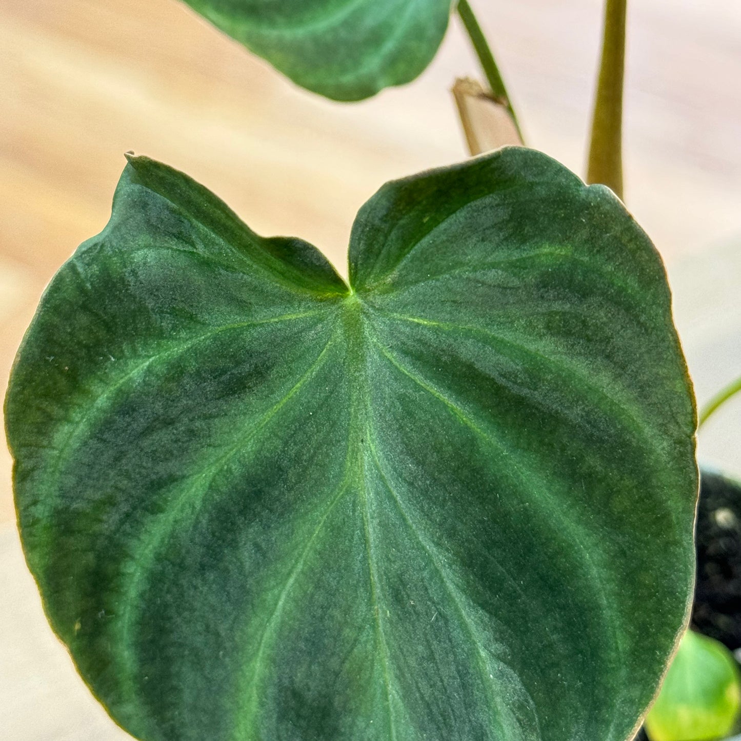 Philodendron verrucosum | Baumfreund