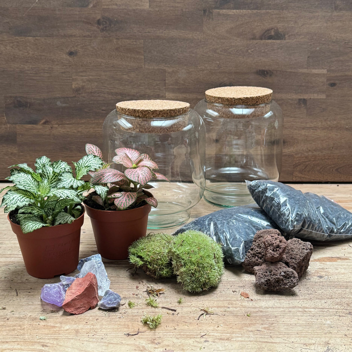 Flaschengarten DIY Set No125 Kleiner Fittoniagarten