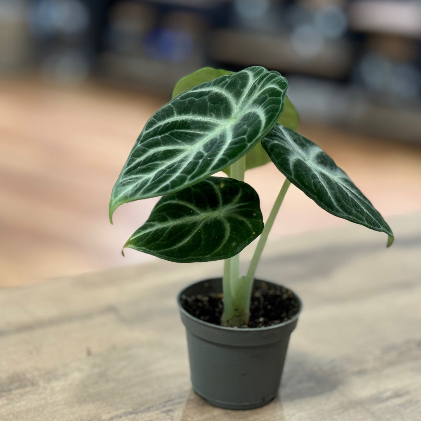 Alocasia reginula 'Ninja'| Alokasie | Pfeilblatt | Tropenwurz