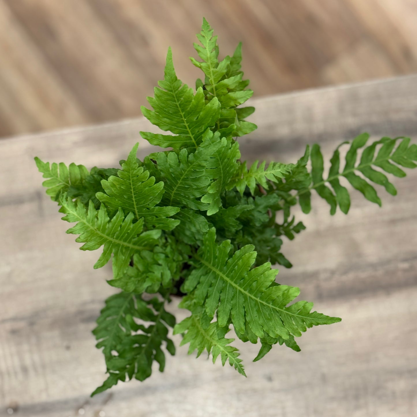 Blechnum gibbum 'Silver Lady' | Zwergbaumfarn