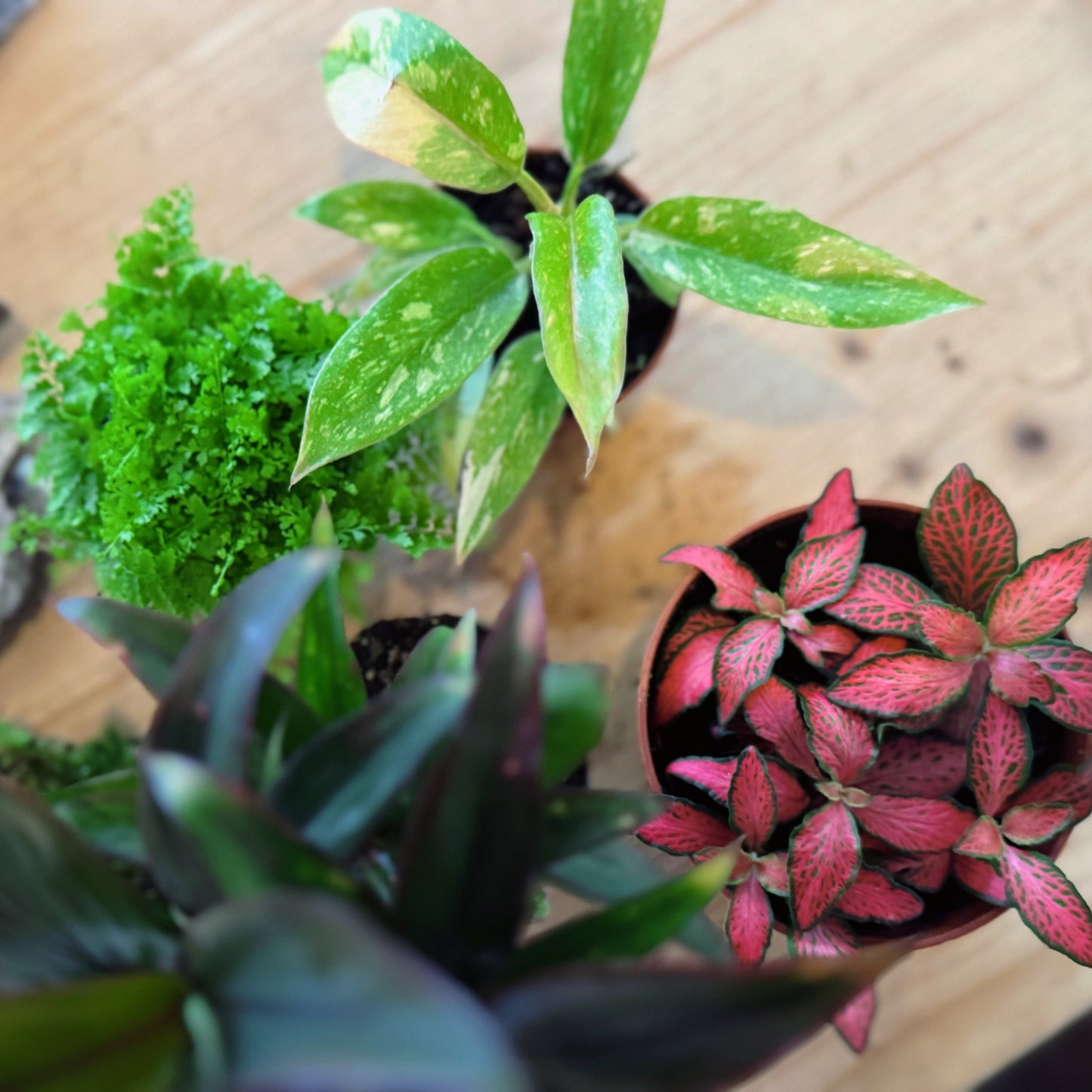 Flaschengarten DIY Set No82 - Philodendron 'RIng of FIre' x Cordyline fruticosa x Nephrolepis exaltata x Fittonia 'Forest Flame'
