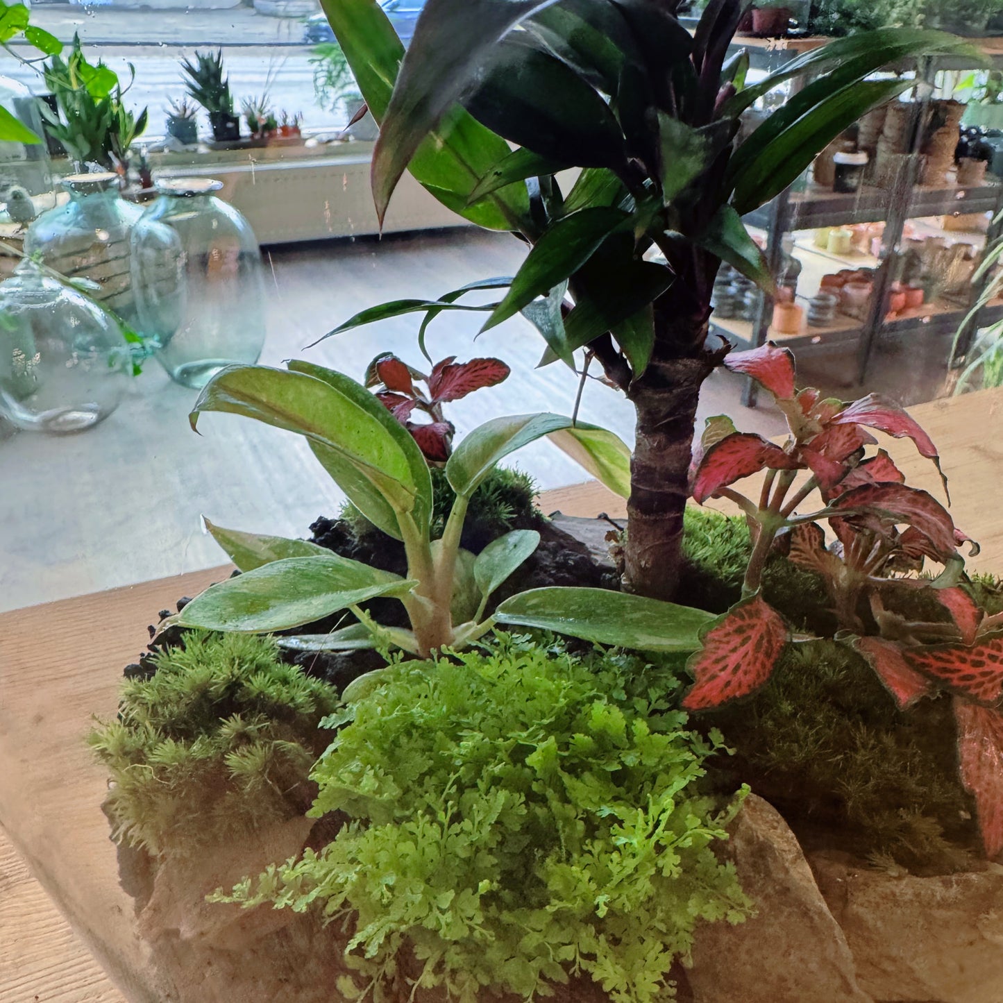 Flaschengarten DIY Set No82 - Philodendron 'RIng of FIre' x Cordyline fruticosa x Nephrolepis exaltata x Fittonia 'Forest Flame'