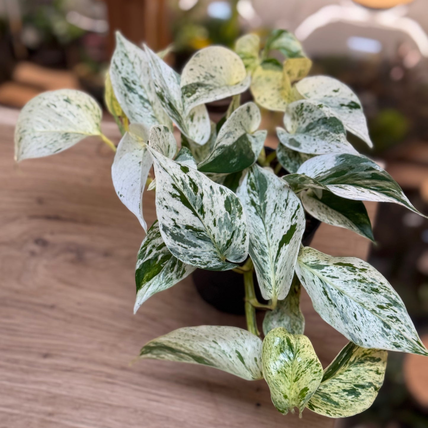 Epipremnum aureum 'Snow Leopard'