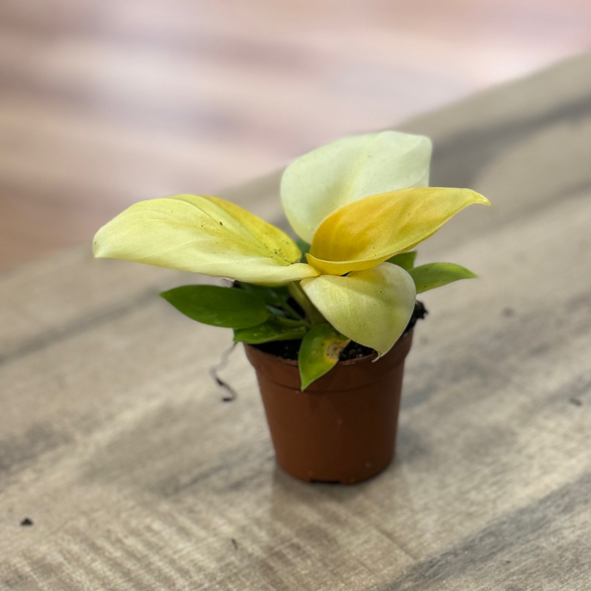 philodendron gelbe blätter Philodendron melinonii 'Gold'