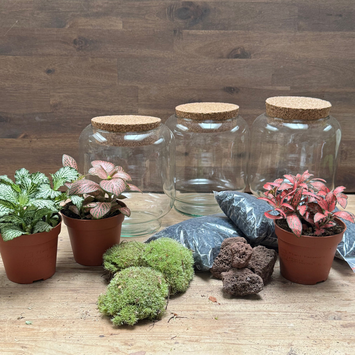 Flaschengarten DIY Set No125 Kleiner Fittoniagarten