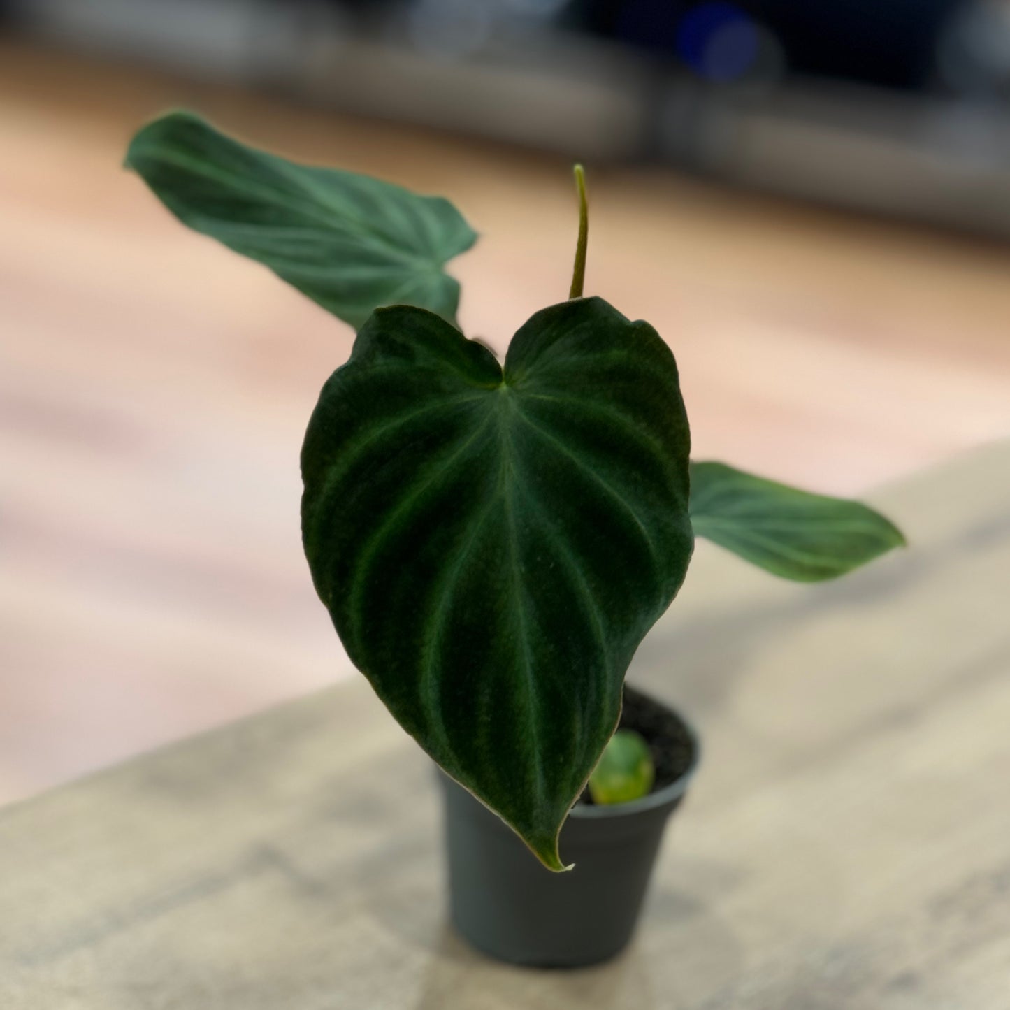 Philodendron verrucosum | Baumfreund