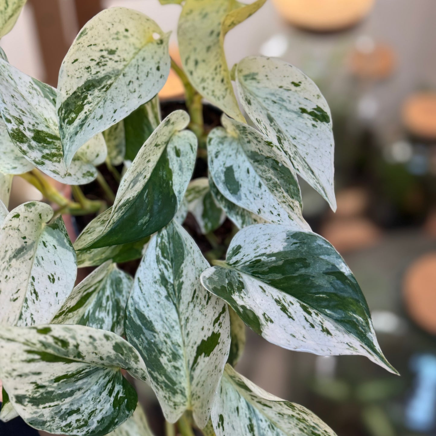 Epipremnum aureum 'Snow Leopard'