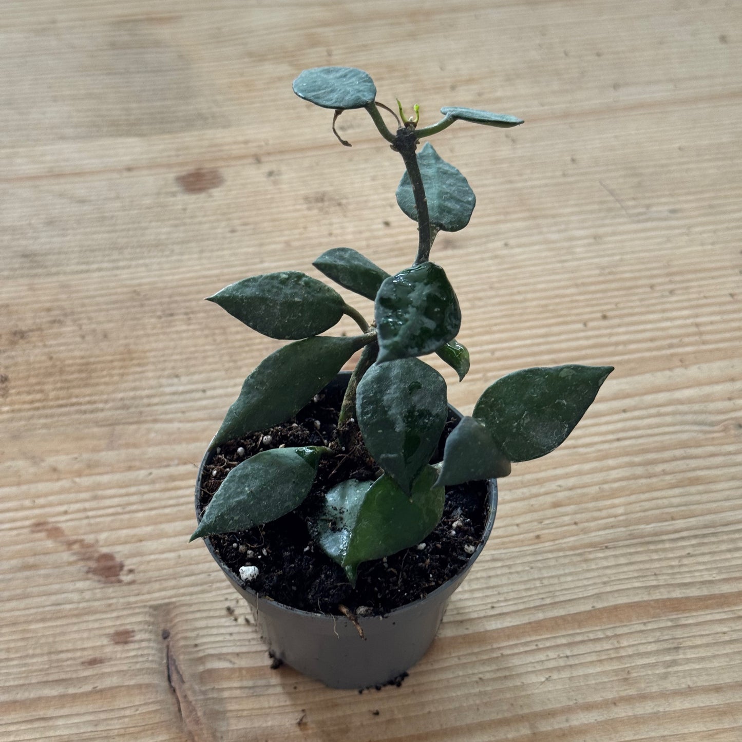 Hoya krohniana 'Black Leaves'