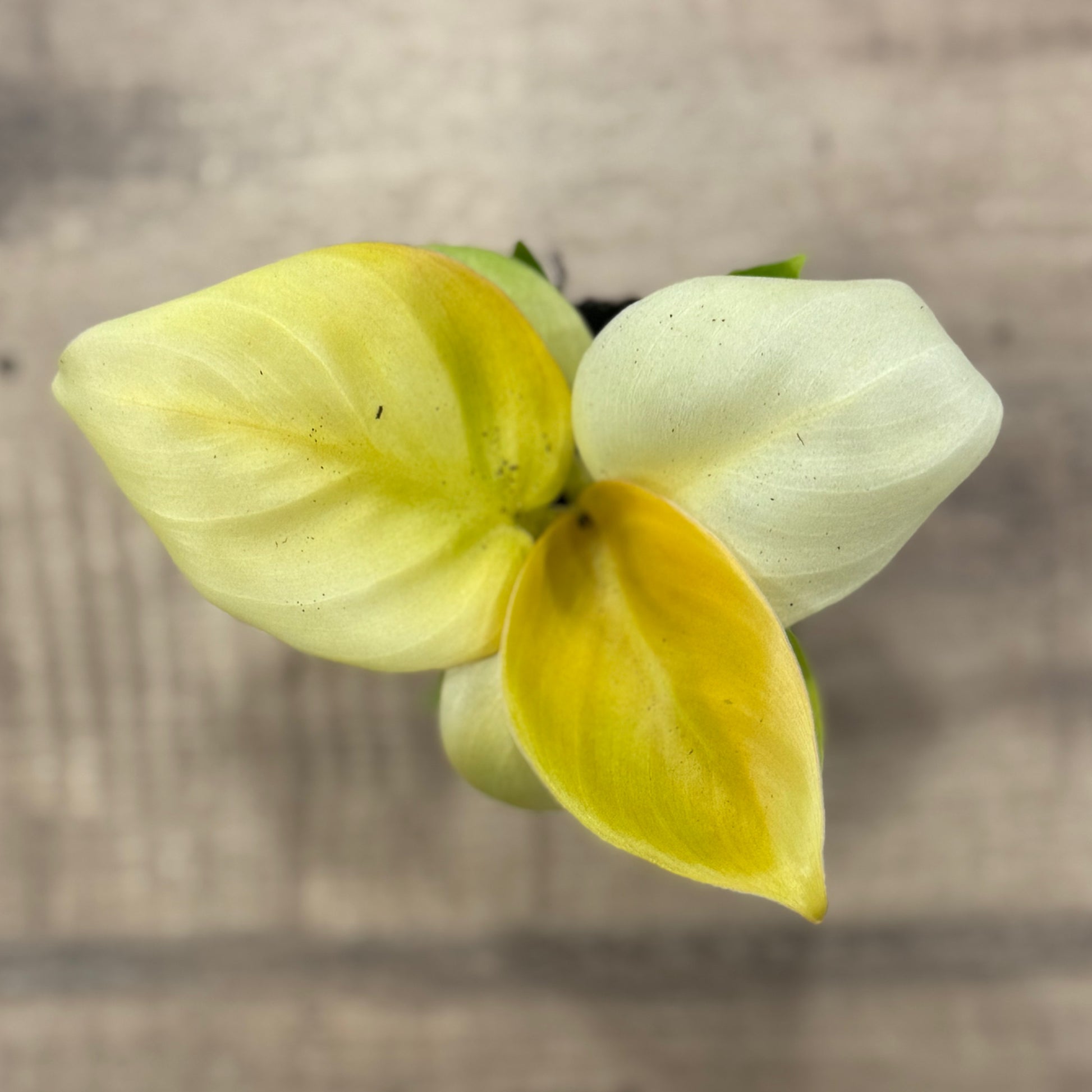 philodendron blätter gelb Philodendron melinonii 'Gold'
