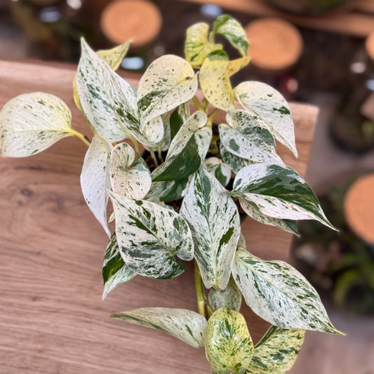 Epipremnum aureum 'Snow Leopard'
