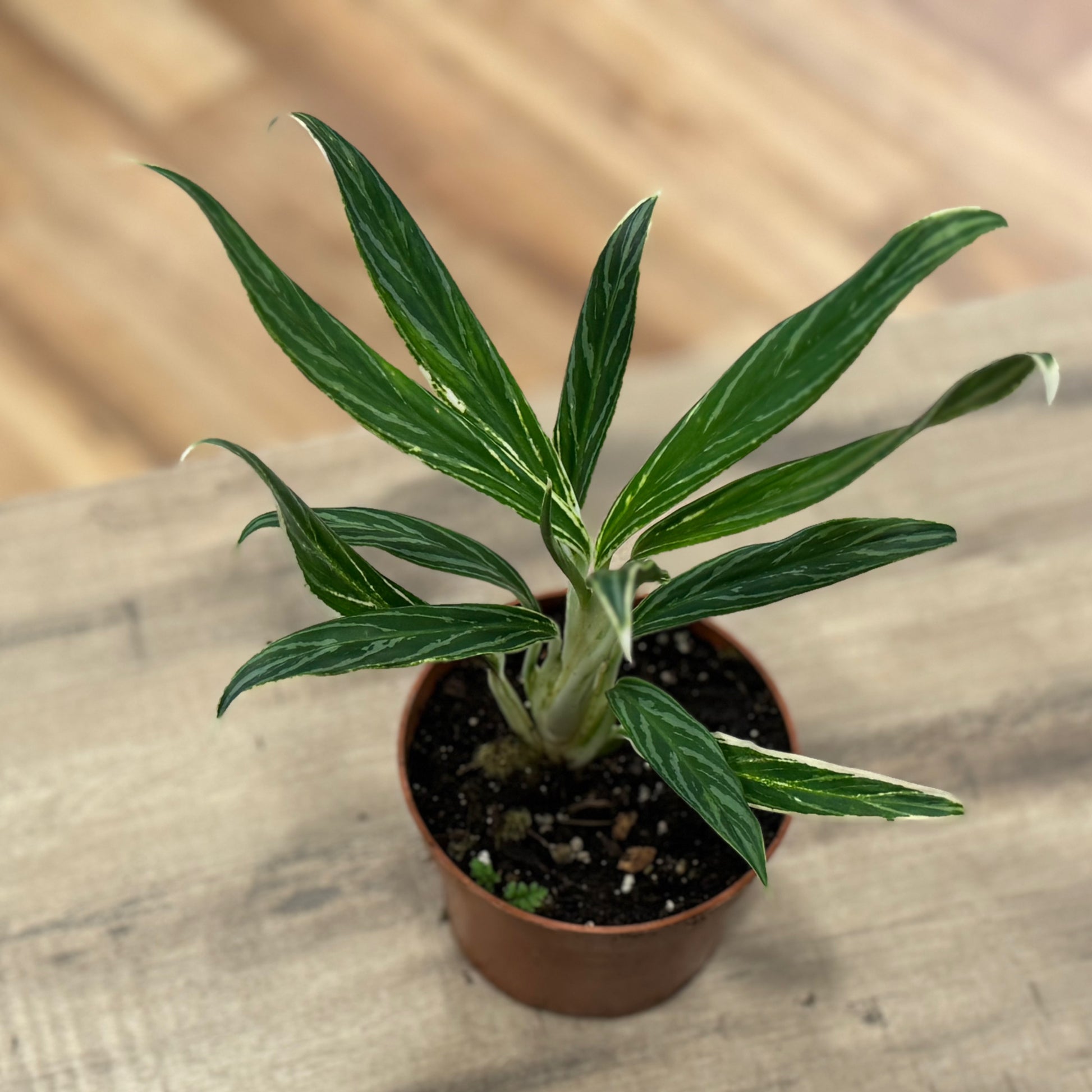 bamboo aglaonema Aglaonema 'Bamboo'