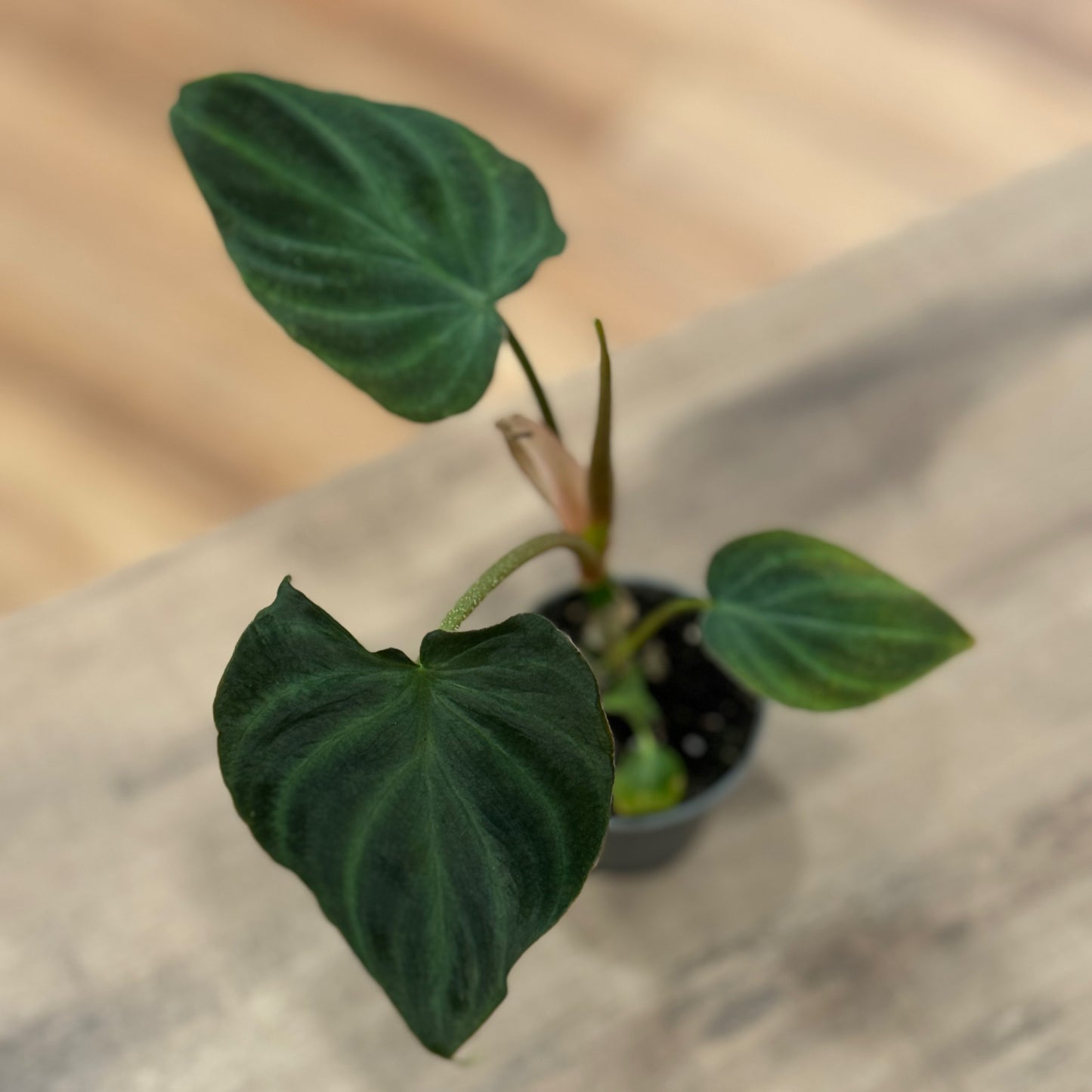 Philodendron verrucosum | Baumfreund