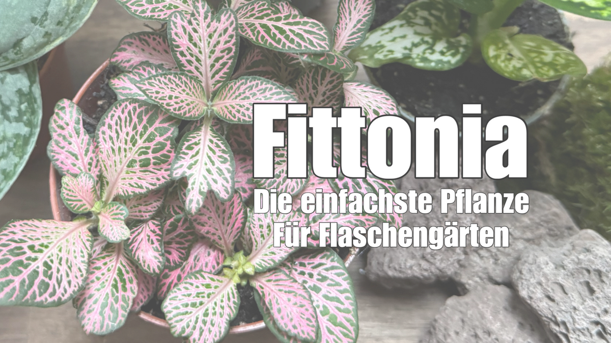 Video laden: 