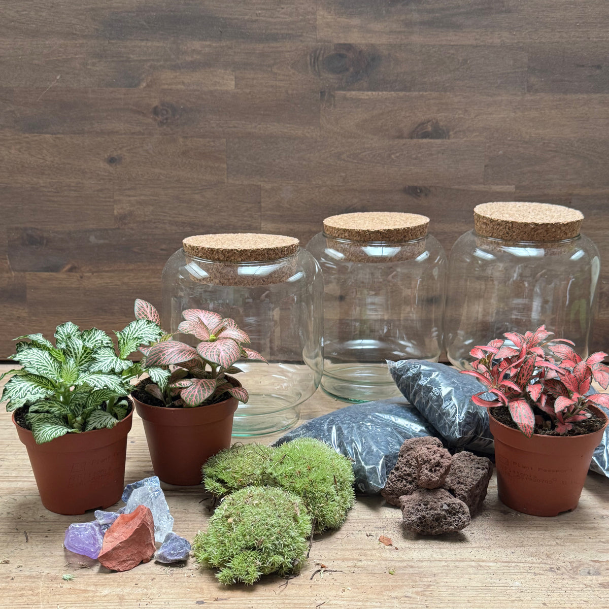 Flaschengarten DIY Set No125 Kleiner Fittoniagarten