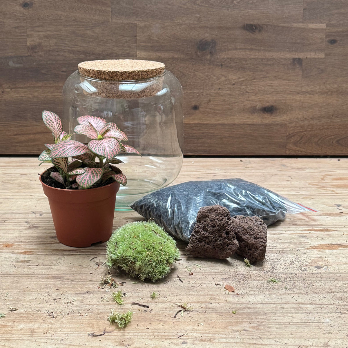 Flaschengarten DIY Set No125 Kleiner Fittoniagarten