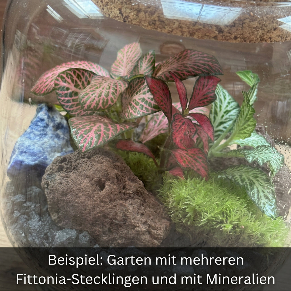 Flaschengarten DIY Set No125 Kleiner Fittoniagarten