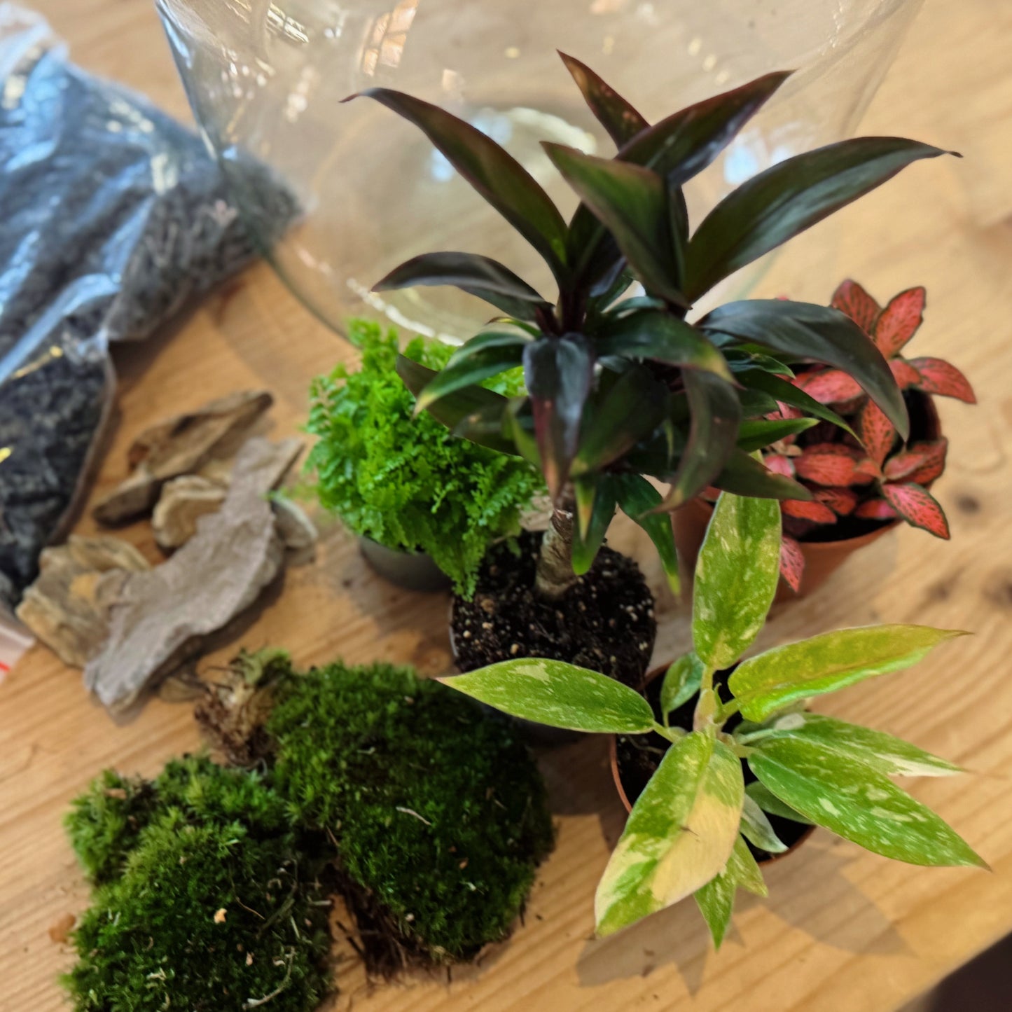 Flaschengarten DIY Set No82 - Philodendron 'RIng of FIre' x Cordyline fruticosa x Nephrolepis exaltata x Fittonia 'Forest Flame'