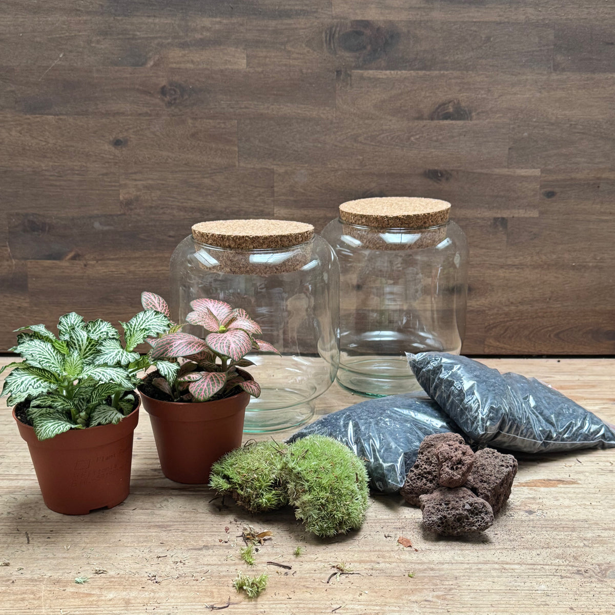 Flaschengarten DIY Set No125 Kleiner Fittoniagarten
