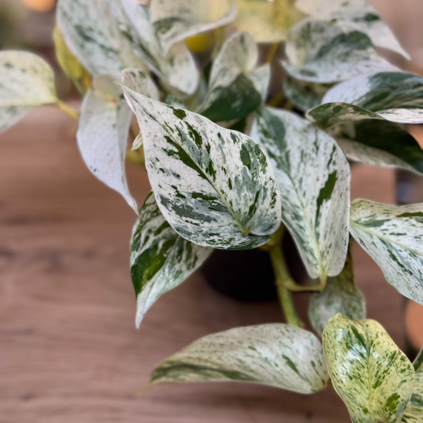 Epipremnum aureum 'Snow Leopard'