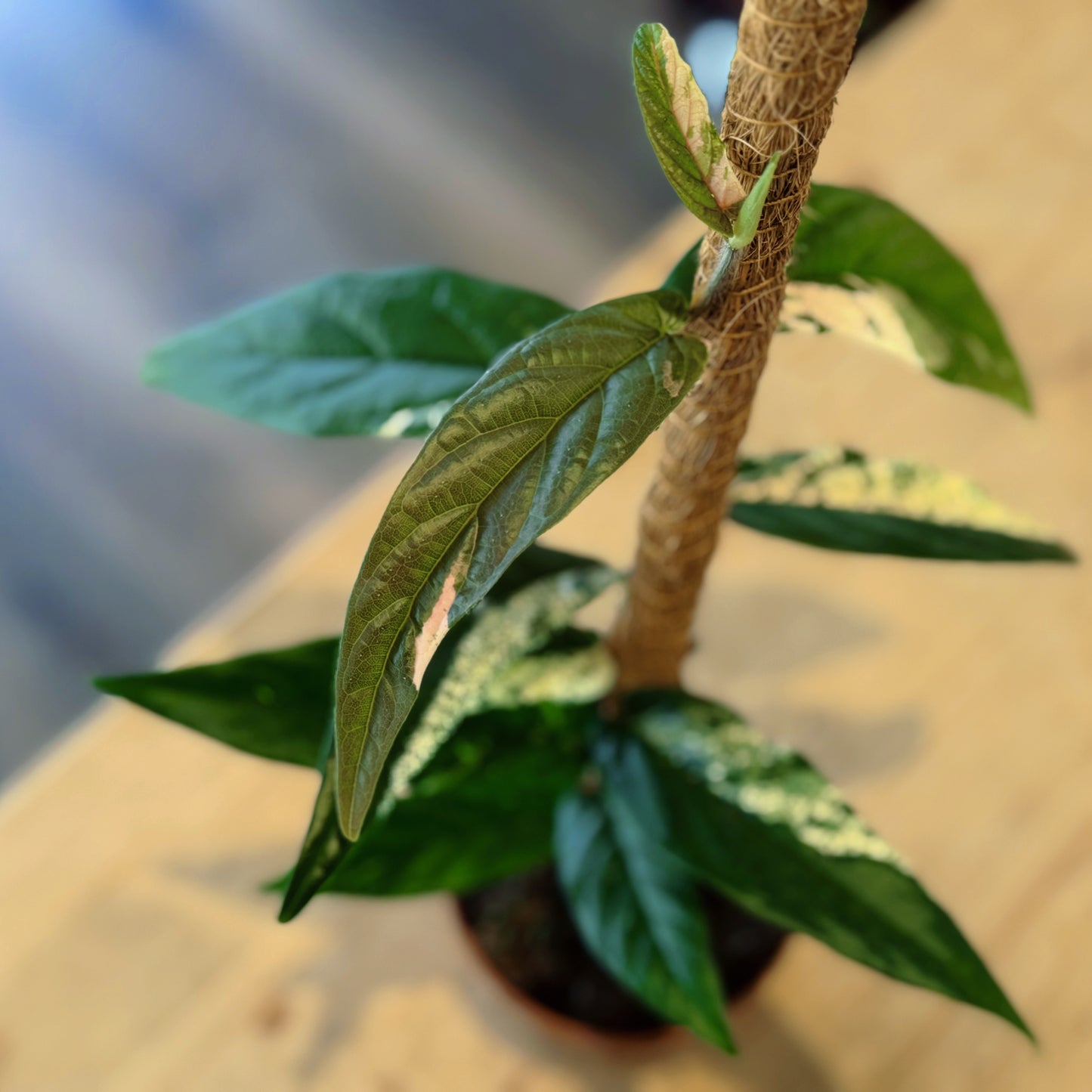 Ficus sagittata 'Pink Variegata' | Panaschierter Kletterficus