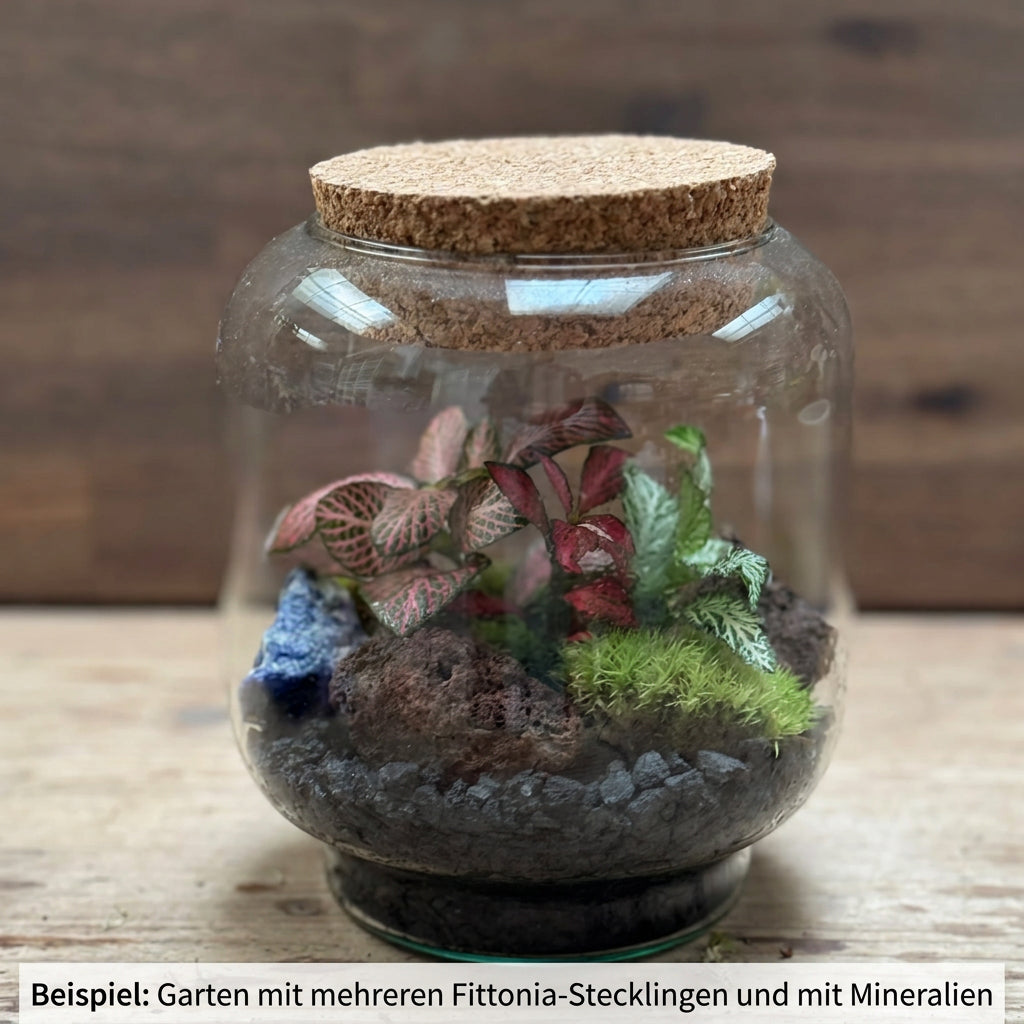 Flaschengarten DIY Set No125 Kleiner Fittoniagarten