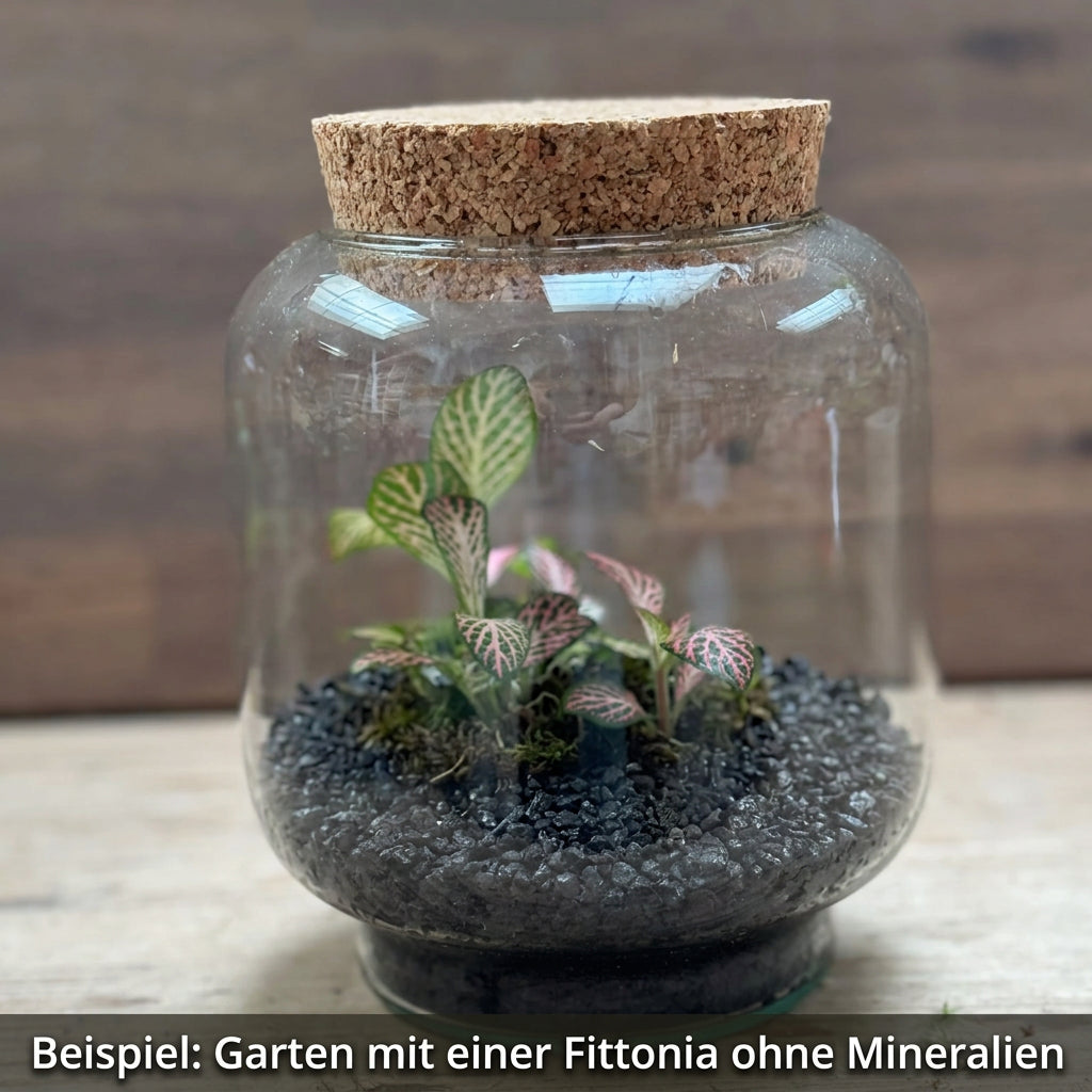 Flaschengarten DIY Set No125 Kleiner Fittoniagarten