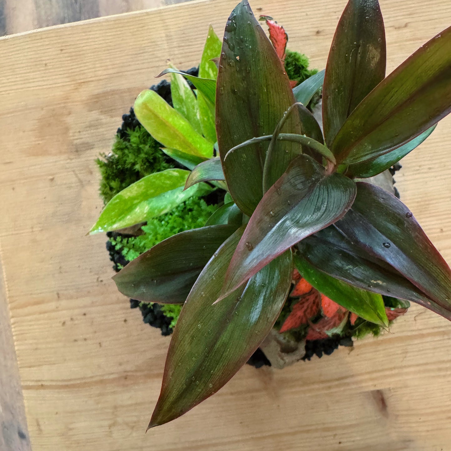 Flaschengarten DIY Set No82 - Philodendron 'RIng of FIre' x Cordyline fruticosa x Nephrolepis exaltata x Fittonia 'Forest Flame'