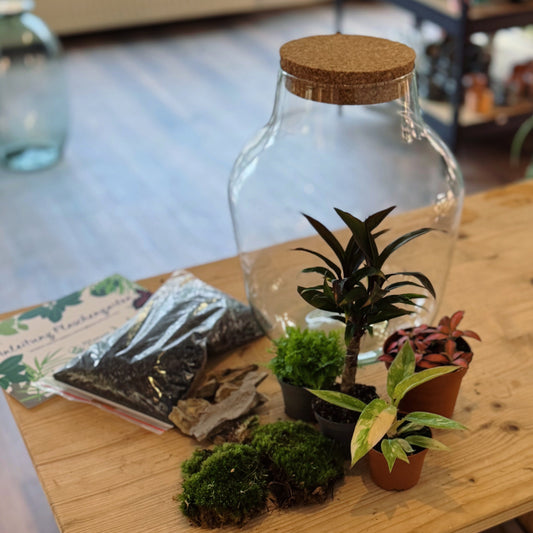 Flaschengarten DIY Set No82 - Philodendron 'RIng of FIre' x Cordyline fruticosa x Nephrolepis exaltata x Fittonia 'Forest Flame'