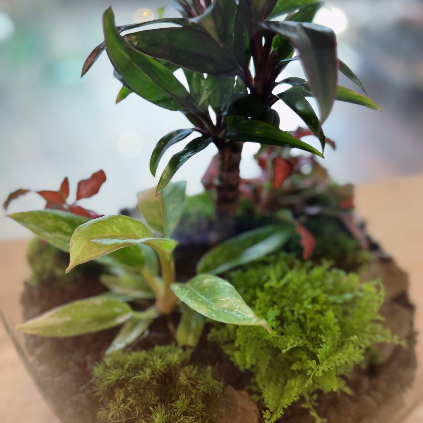 Flaschengarten DIY Set No82 - Philodendron 'RIng of FIre' x Cordyline fruticosa x Nephrolepis exaltata x Fittonia 'Forest Flame'