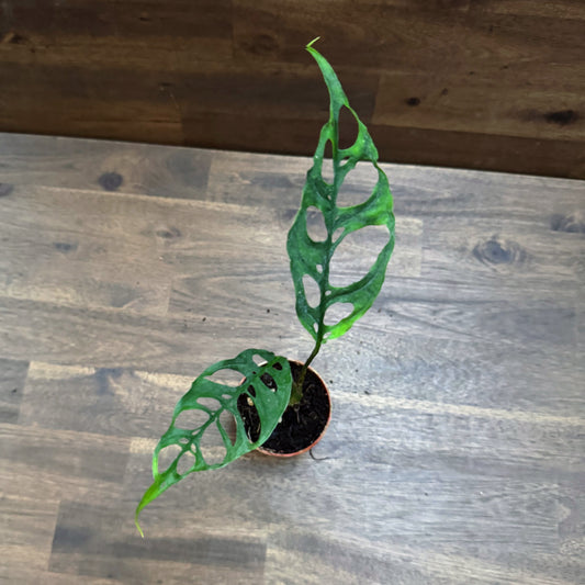 Monstera obliqua 'Peru'