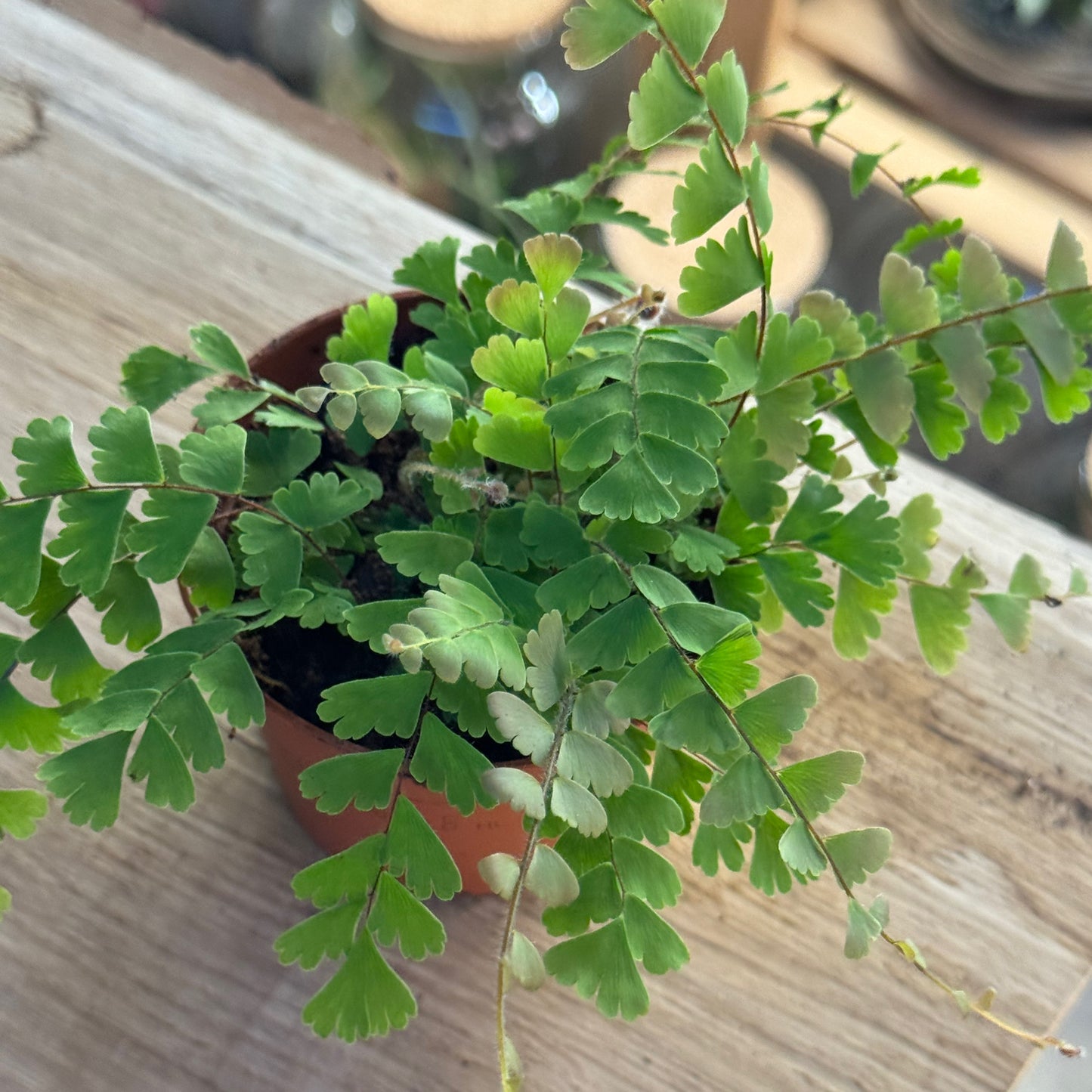 Adiantum caudatum |  Schwanzfarn