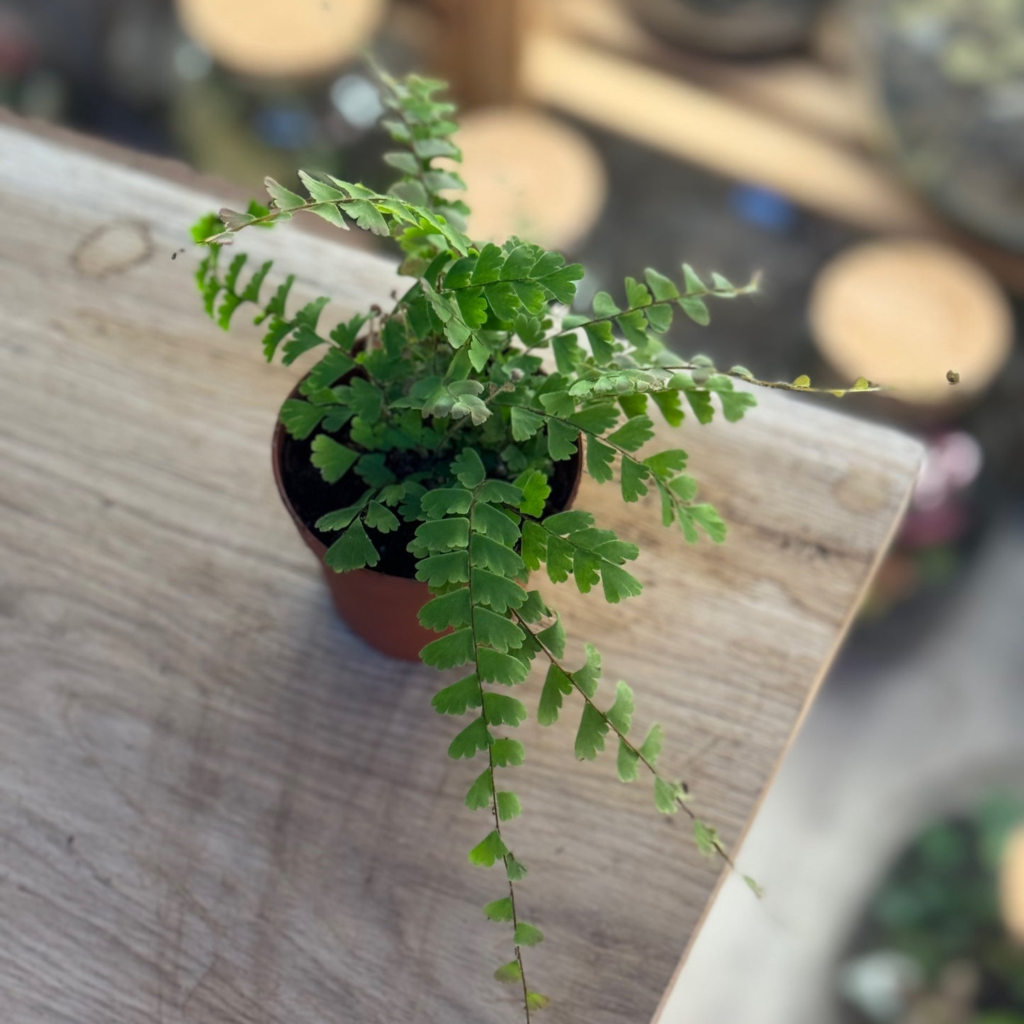 Adiantum caudatum |  Schwanzfarn