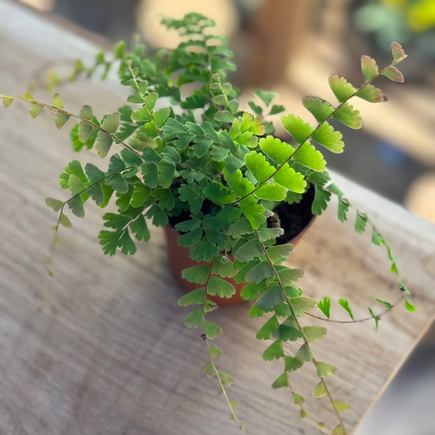 Adiantum caudatum |  Schwanzfarn