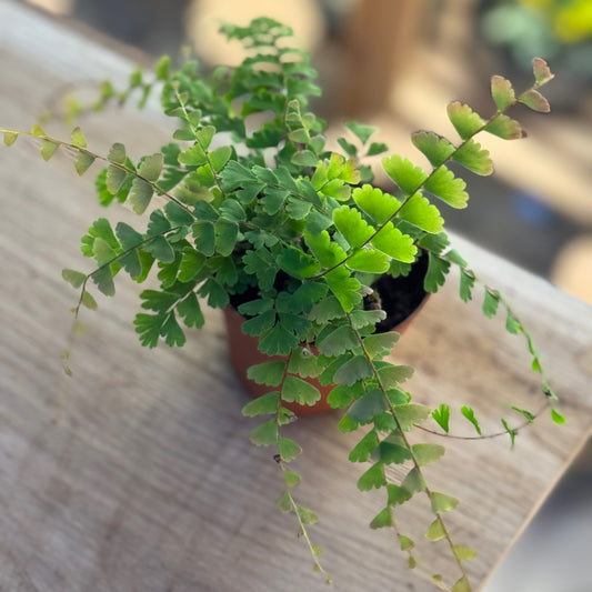 Adiantum caudatum |  Schwanzfarn