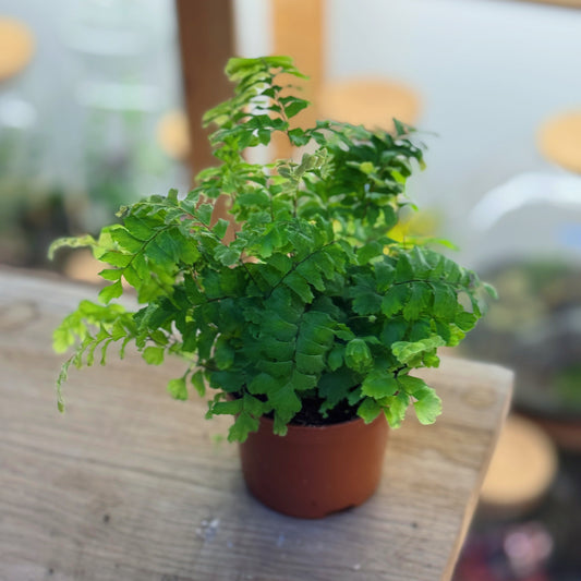 Adiantum hispidulum|  Rauhaariger Frauenhaarfarn