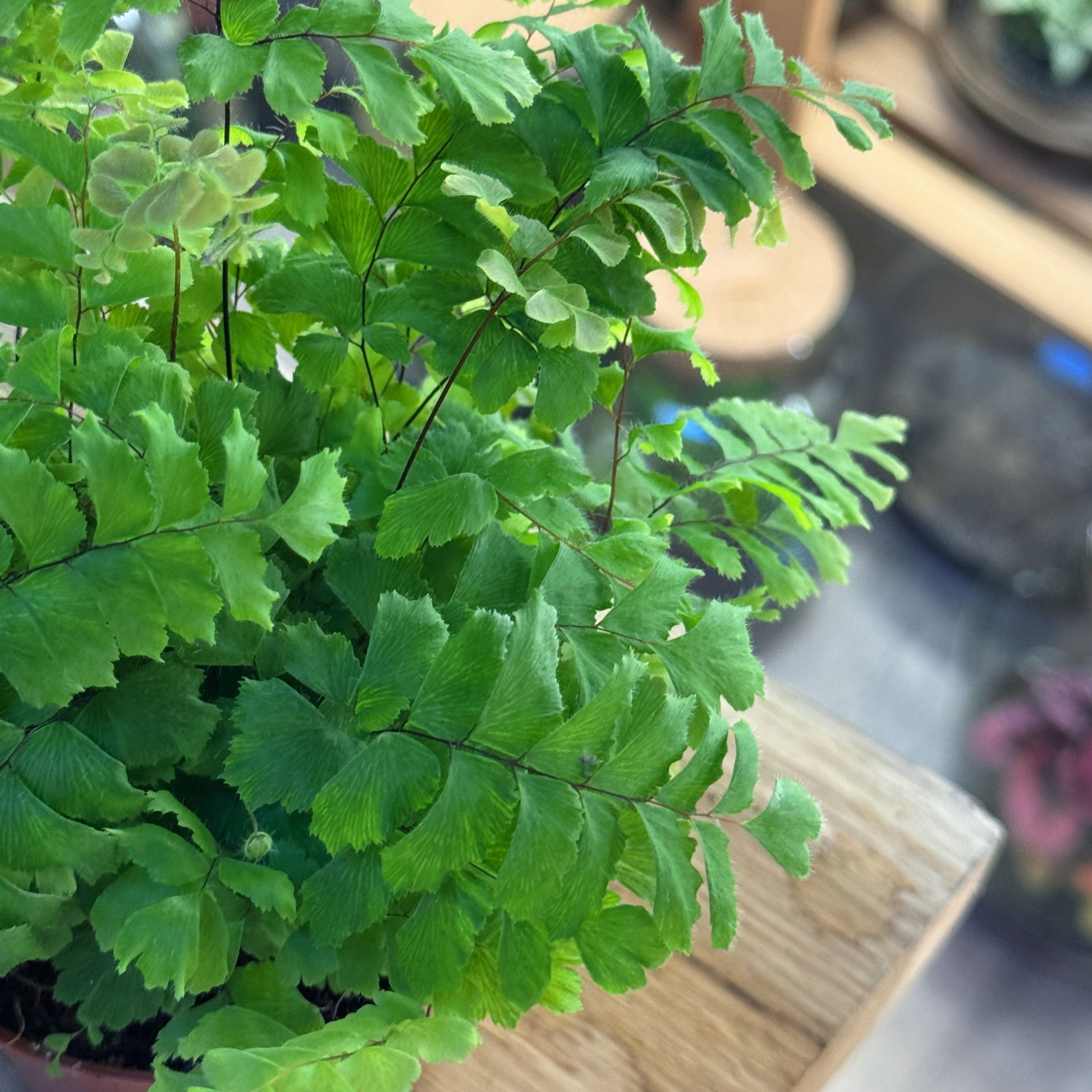 Adiantum hispidulum| Rauhaariger Frauenhaarfarn – pflanzen-im-glas.de