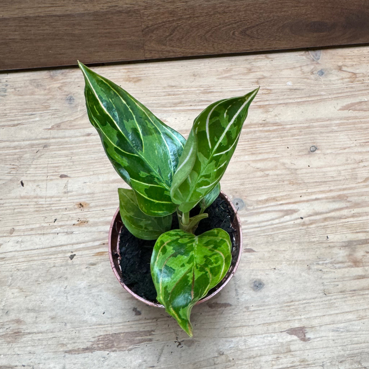 Aglaonema 'Red Army' | Kolbenfaden