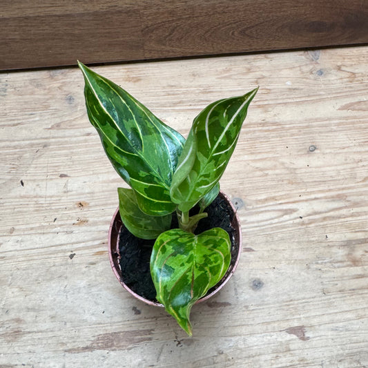 Aglaonema 'Red Army' | Kolbenfaden
