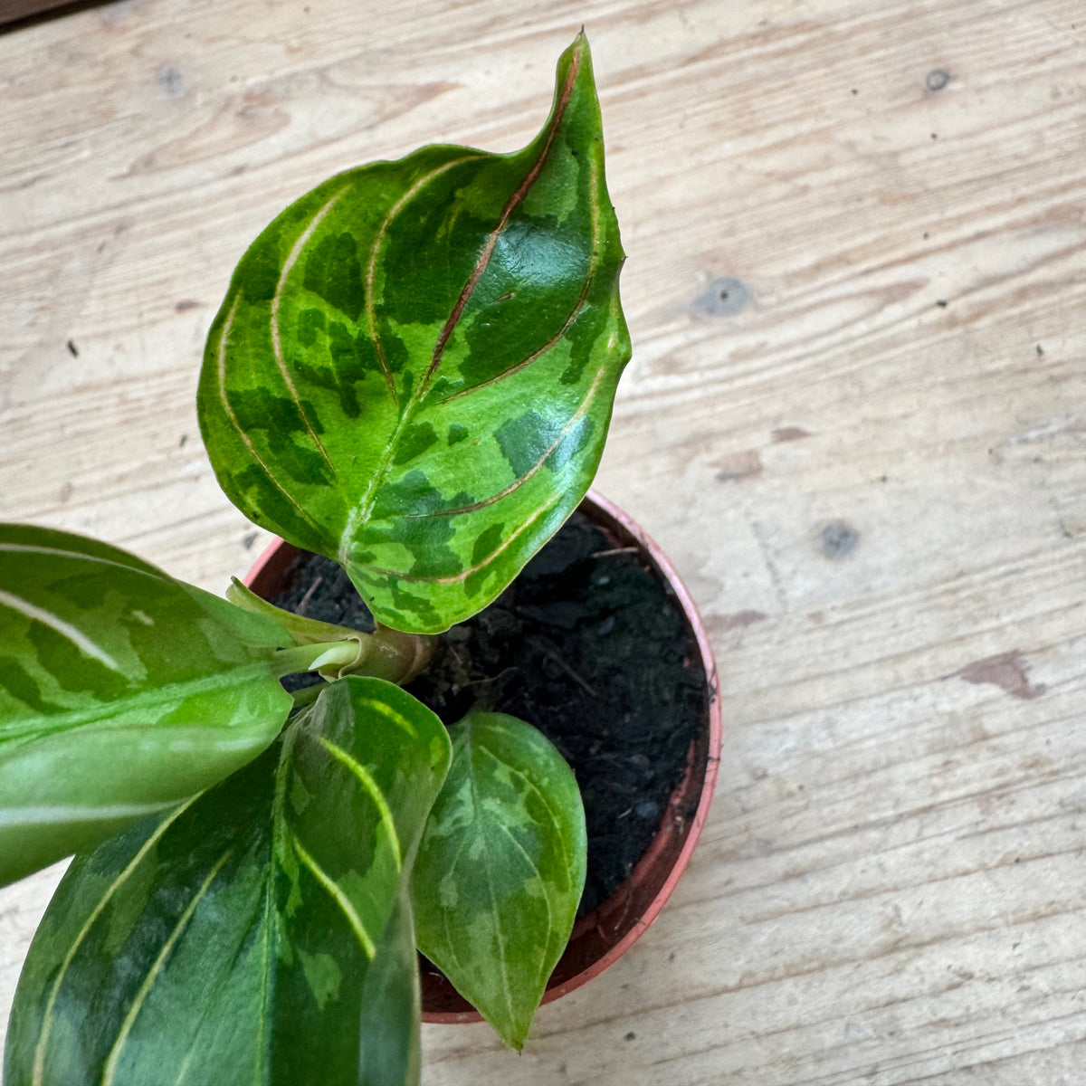 Aglaonema 'Red Army' | Kolbenfaden