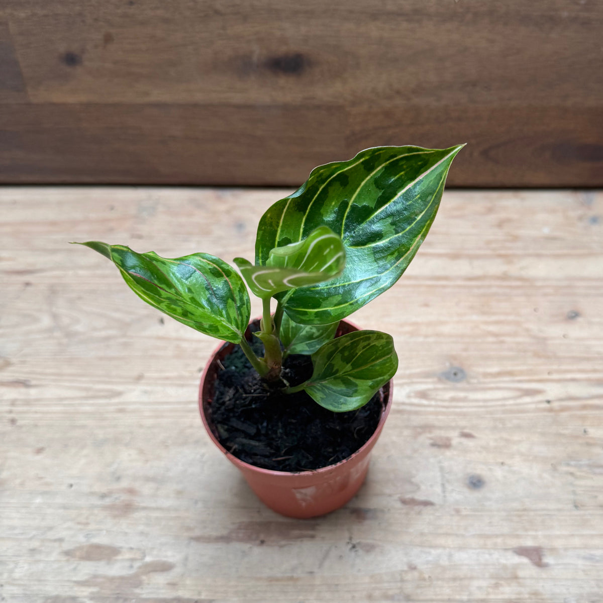 Aglaonema 'Red Army' | Kolbenfaden
