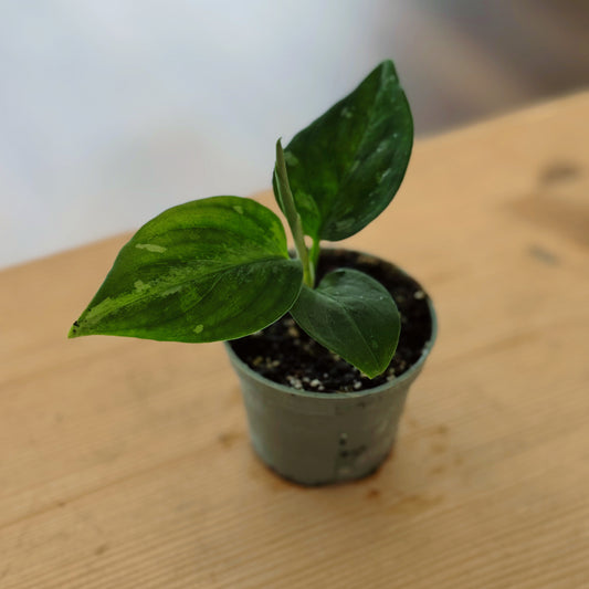Aglaonema 'Bicolor' | Kolbenfaden