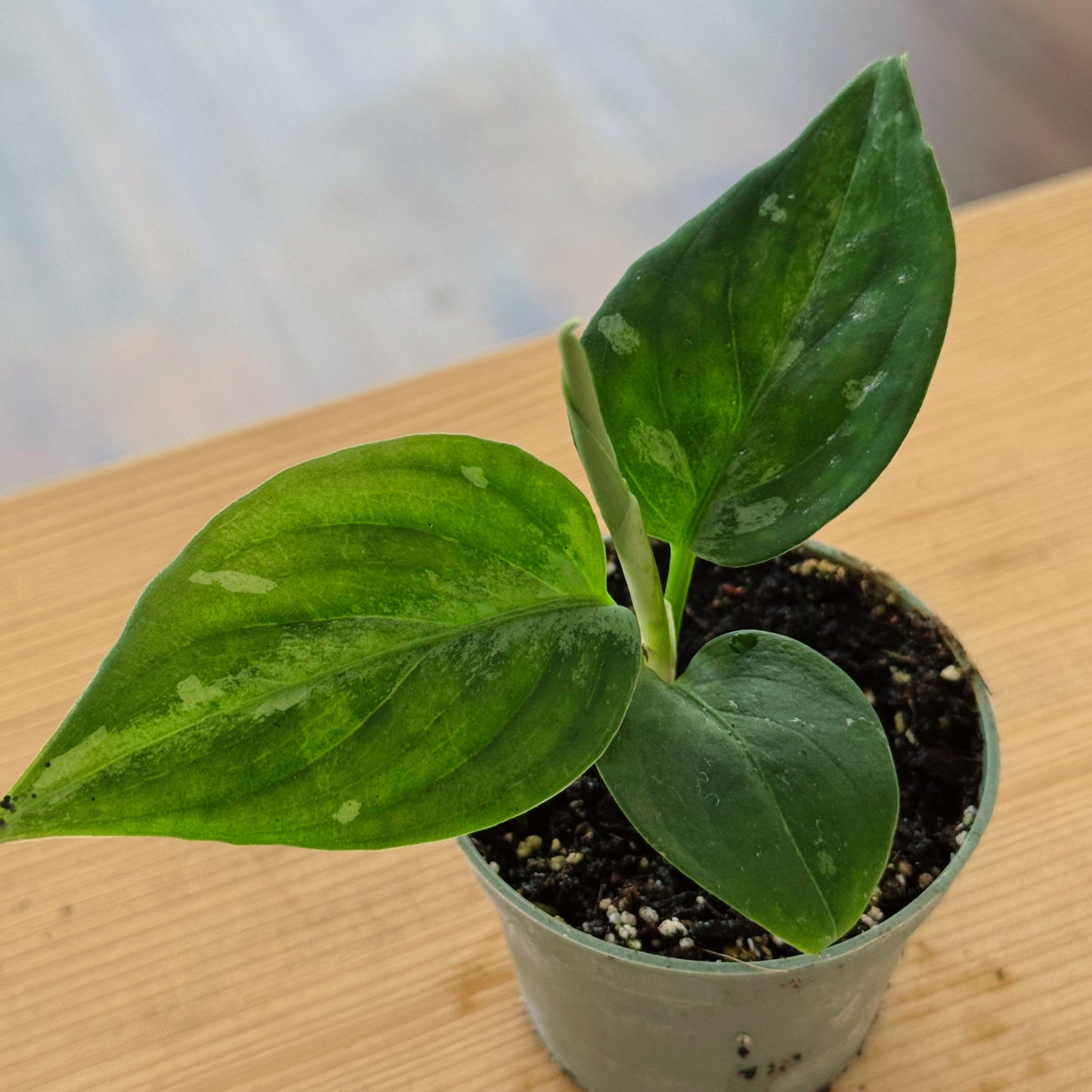 Aglaonema 'Bicolor' | Kolbenfaden