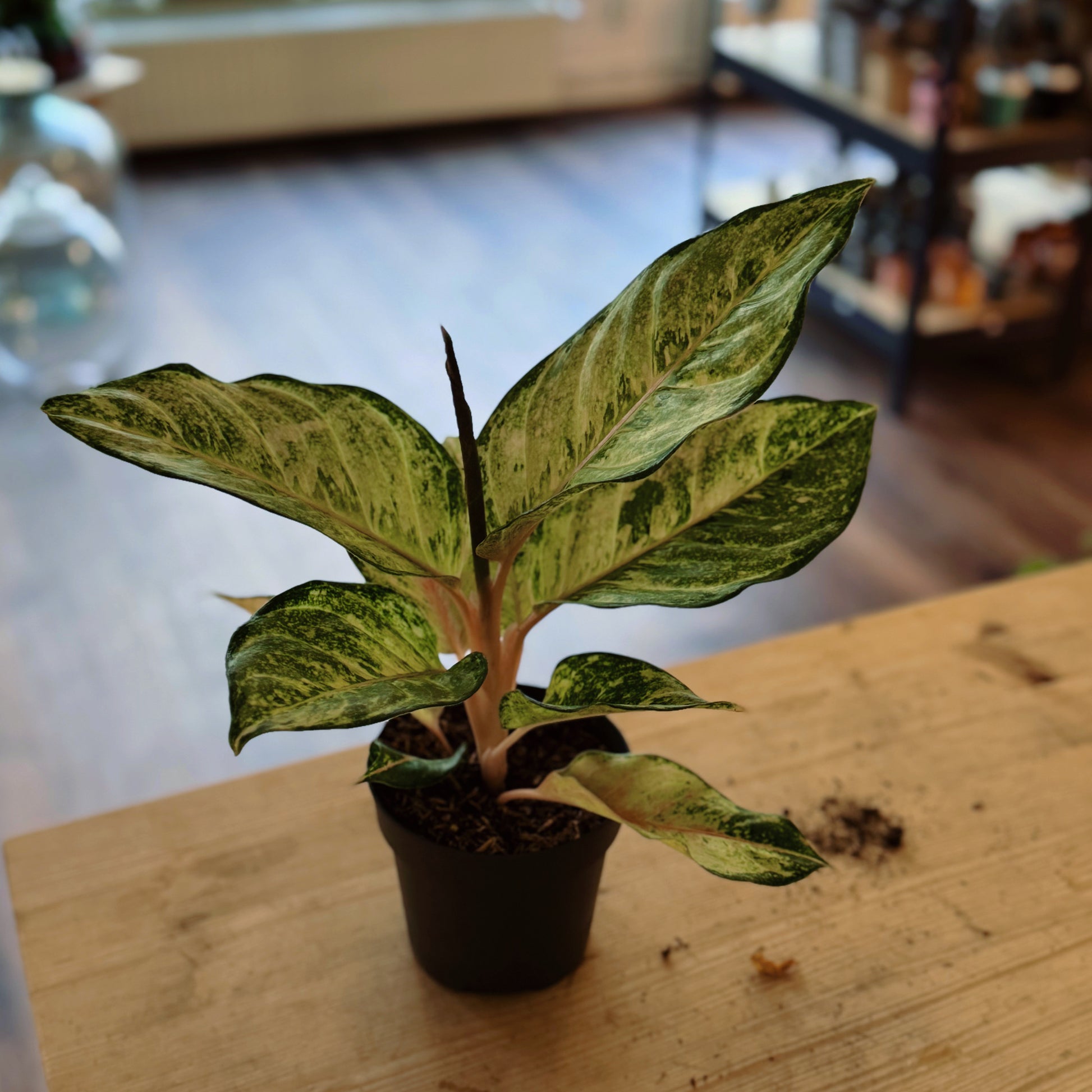 aglaonema kolbenfaden Aglaonema 'Corn Silk'